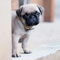 Pug en adopción
