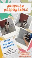 En busca de una familia