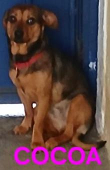 Se da en adopcion perrita de 3 años