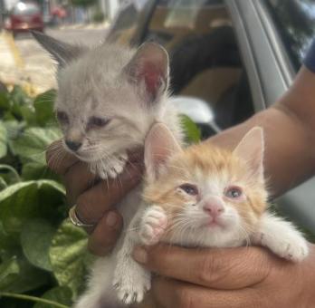 Gatitos en adopción