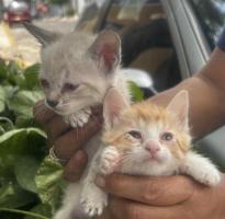 Gatitos en adopción