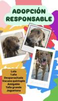Adopta a Lola