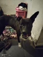 En adopcion