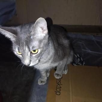 gatitas en busca de un hogar.