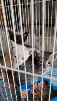 Lindas gatitas en adopcion
