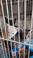 Lindas gatitas en adopcion