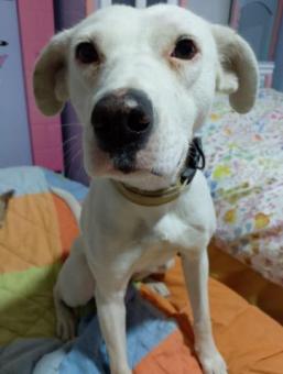 Perra Blanca Doga Argentina