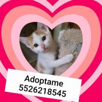 En adopción responsable