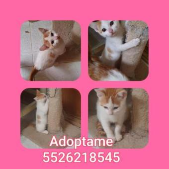 En adopción responsable