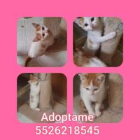 En adopción responsable