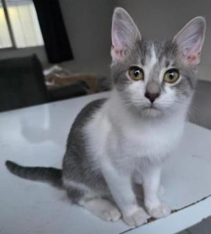 Adopta a Osito un bebé de 3 meses
