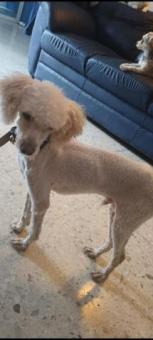 Ozzy adoptame tengo 7 meses