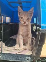 Gatitos buscan casa