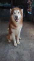 Husky