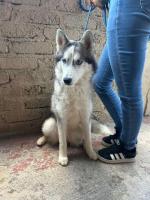 Husky