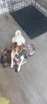 Jack Russel Terrier