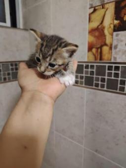 En adopción responsable