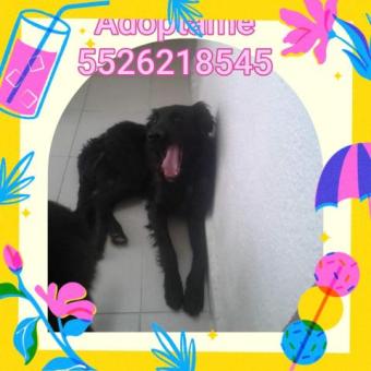 En adopción responsable