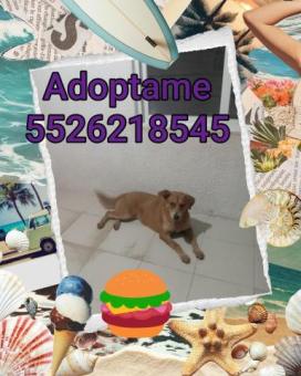 Wuera en adopción responsable