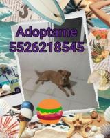Wuera en adopción responsable