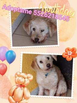Linda en adopción responsable maltesita
