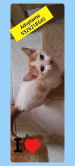 Gatita en adopción responsable