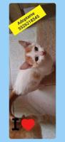 Gatita en adopción responsable