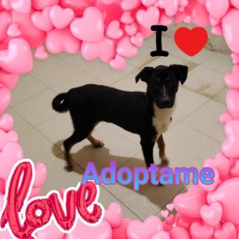 En adopción responsable