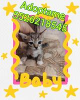 En adopción responsable