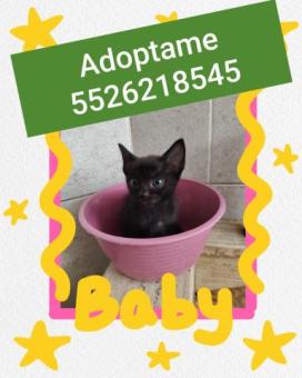 Gatito en adopción responsable