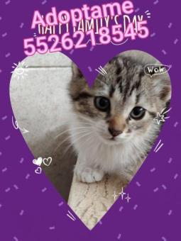 Gatita de dos meses en adopción