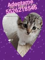 Gatita de dos meses en adopción