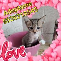 Michi en adopción responsable