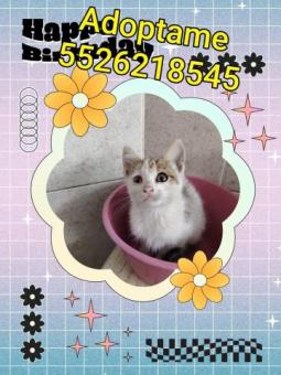 Ámbar gatita de dos meses en adopción