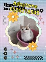 Ámbar gatita de dos meses en adopción