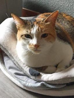 Gatita tricolor - rescatada