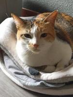 Gatita tricolor - rescatada