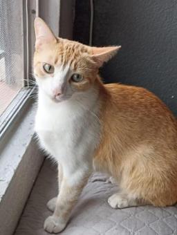 Gatita MISHA Amarilla - rescatada