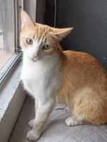 Gatita MISHA Amarilla - rescatada