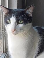Gatito bicolor- rescatado