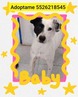 En adopción responsable