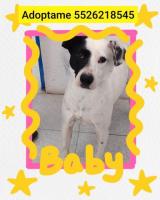En adopción responsable