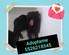 Sol perrito en adopción