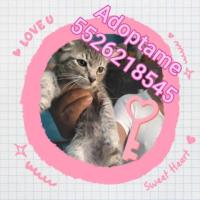 Adoptame deseo una familia