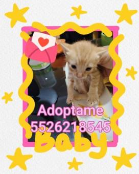 Gatito BABY en adopción