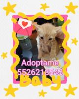 Gatito BABY en adopción