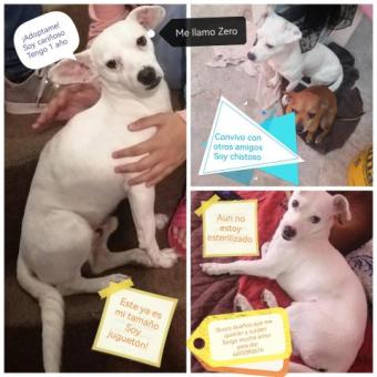 En adopción zero