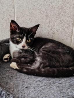 En adopción responsable busca hogar 4 meses