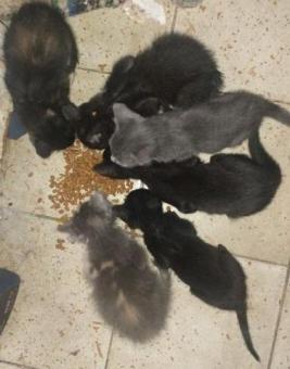 Gatitos Guadalajara