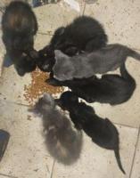 Gatitos Guadalajara